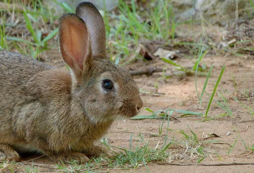 C-LM declara la emergencia cinegética temporal por daños causados por conejos en 308 municipios de la región