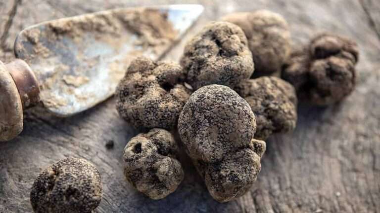 Charlas, degustaciones y concurso de búsqueda, en la Feria de la Trufa de la comarca de Molina del próximo día 24