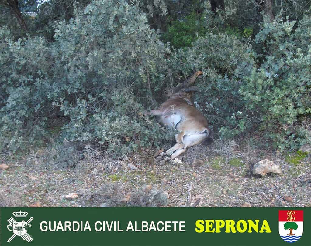 Investigado un joven de 25 años por cazar de forma ilegal un macho de cabra montés en Vianos (Albacete)
