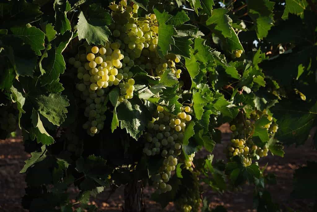 La UE añade a su registro la DO vinícola del Campo de Calatrava