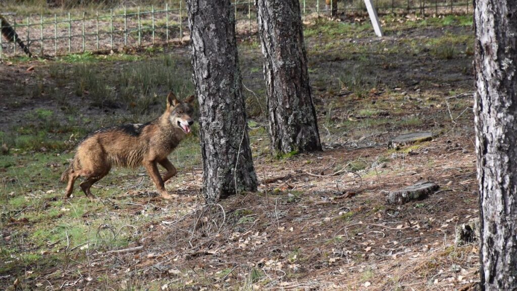 Sueltan dos ejemplares de loba ibérica en el Centro de Fauna 'El Hosquillo', en Las Majadas (Cuenca)