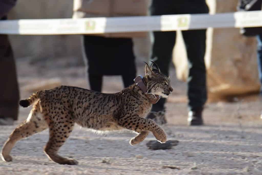 Dos nuevos linces del Centro de Cría en Cautividad del Acebuche liberados en la comarca de Campos de Hellín