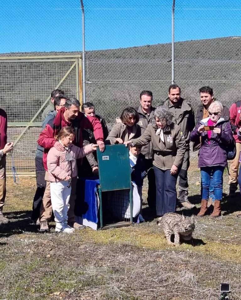 'U2Nava' se convierte en el primer lince suelto en Cabañeros para crear un corredor que siga recuperando la especie