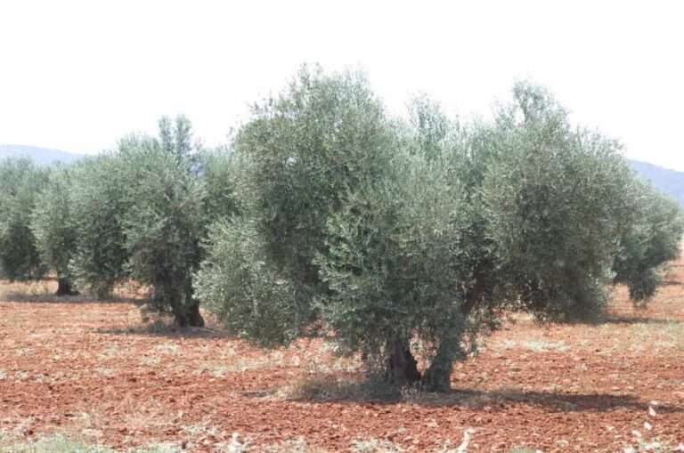 Productores de Ciudad Real ven peligrar 11 sellos de calidad alimentaria si sale adelante el proyecto minero de Quantum