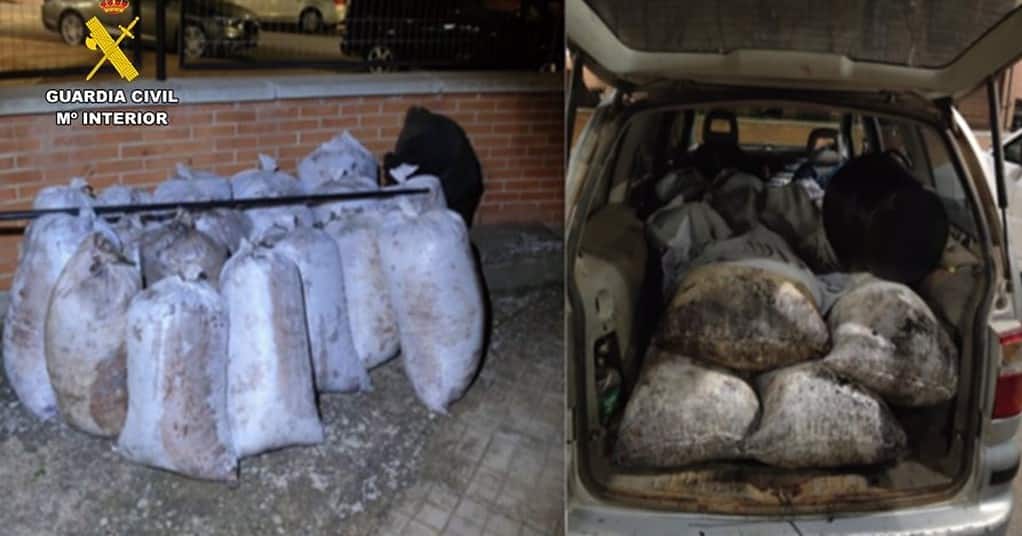 Recuperan 10.000 kilos de aceituna robada en Ciudad Real, Toledo y Cuenca y detienen a 10 personas