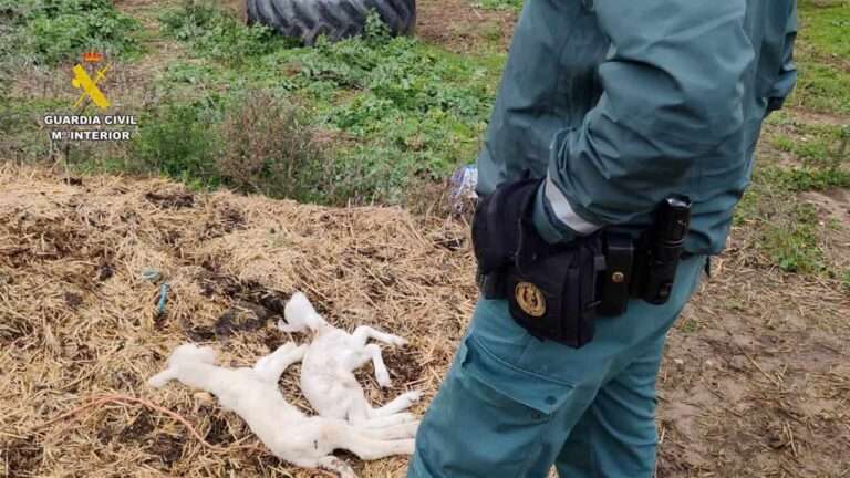 PACMA se personará en el caso de maltrato animal en una explotación ganadera de Uceda