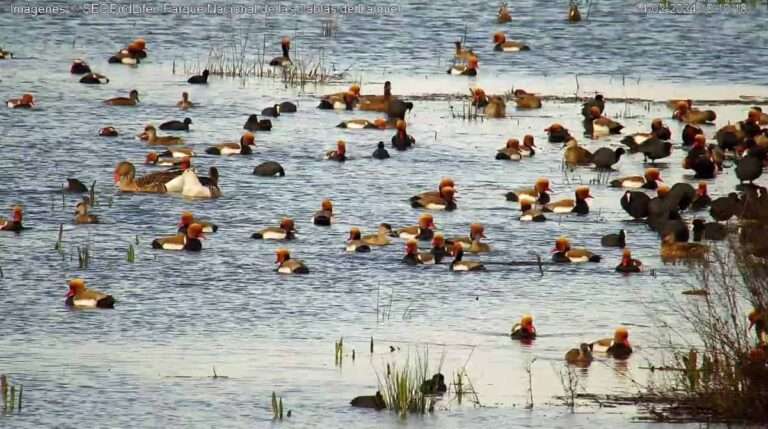 Las aves de las Tablas de Daimiel podrán observarse desde este viernes a través de una cámara instalara por SEO/BirdLife