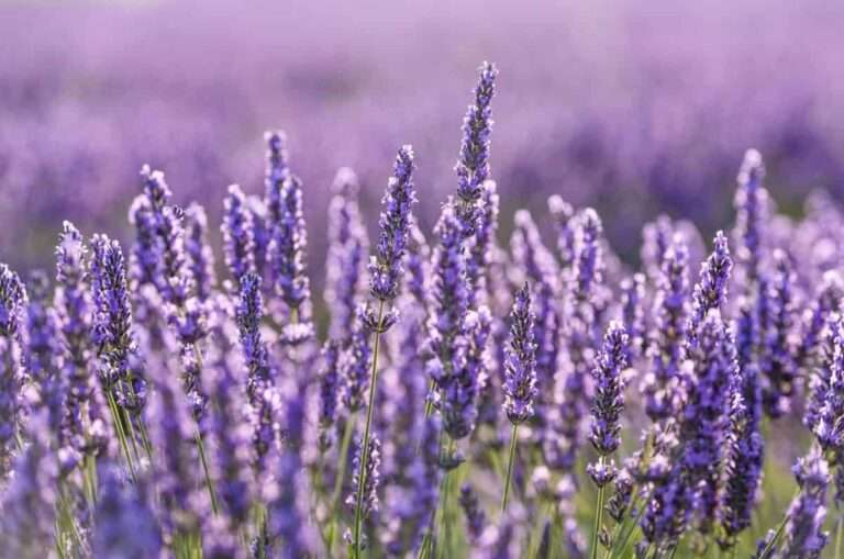 Productores de plantas aromáticas para aceites naturales de C-LM recibirán "en próximas fechas" ayudas por 500.000 euros