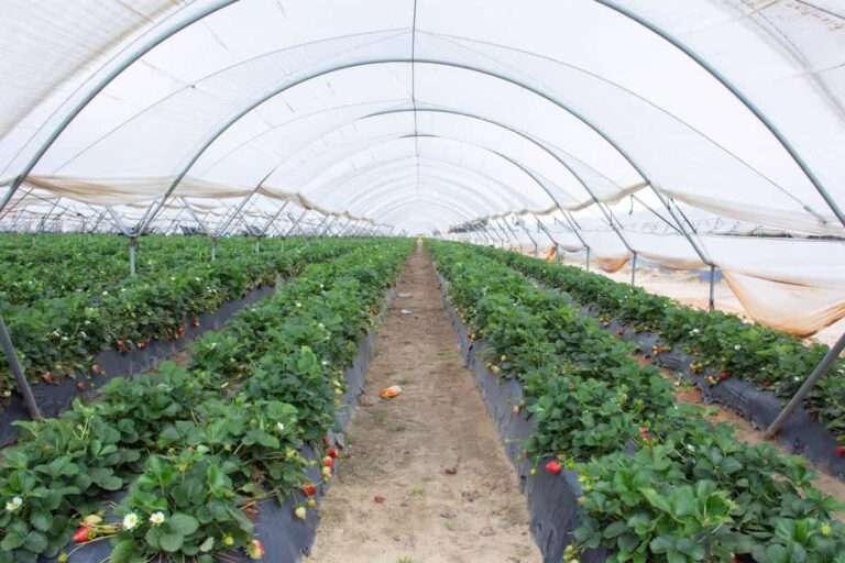 CLM declara prioritaria la planta de Piroplast de Puertollano, la primera del país en reciclar acolchado de invernaderos