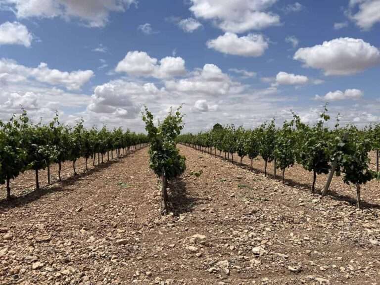 La Junta impulsa un Comité de Coordinación para dar respuesta a las necesidades de los productores agroganaderos