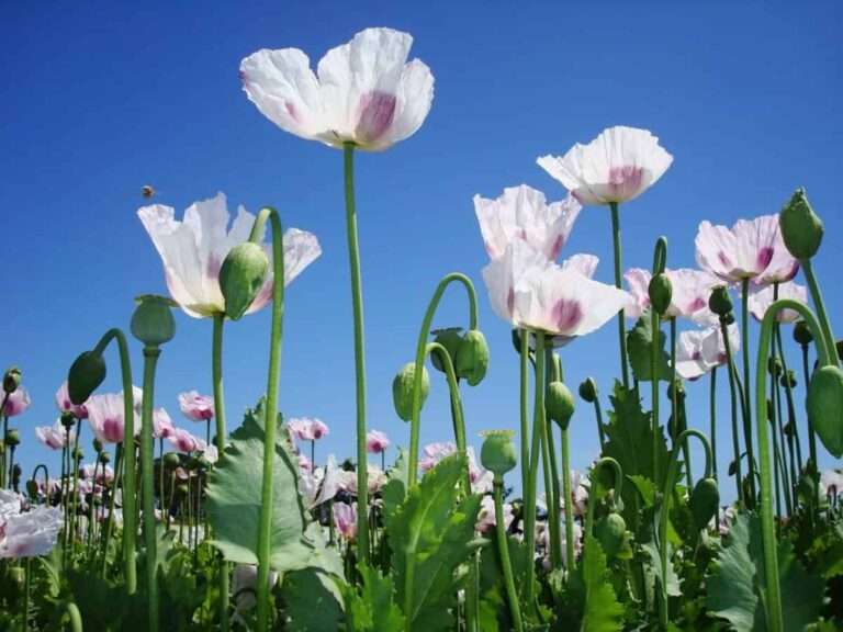 Piden que cuatro mujeres paguen 6.500 euros por dañar una plantación de opio de una farmacéutica en Toledo en 2012