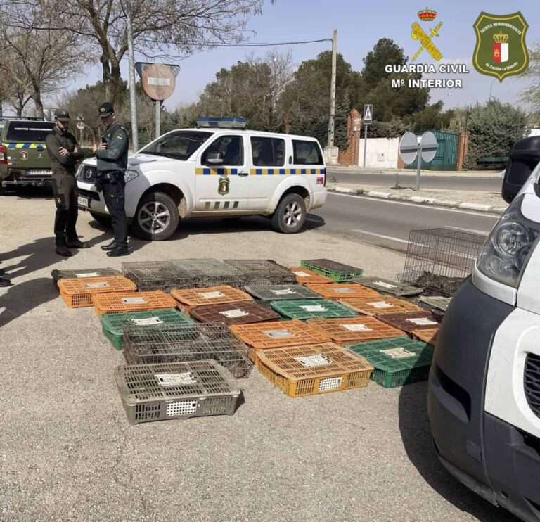 Interceptado en El Toboso un cazador que transportaba más de 300 conejos vivos capturados de manera ilegal