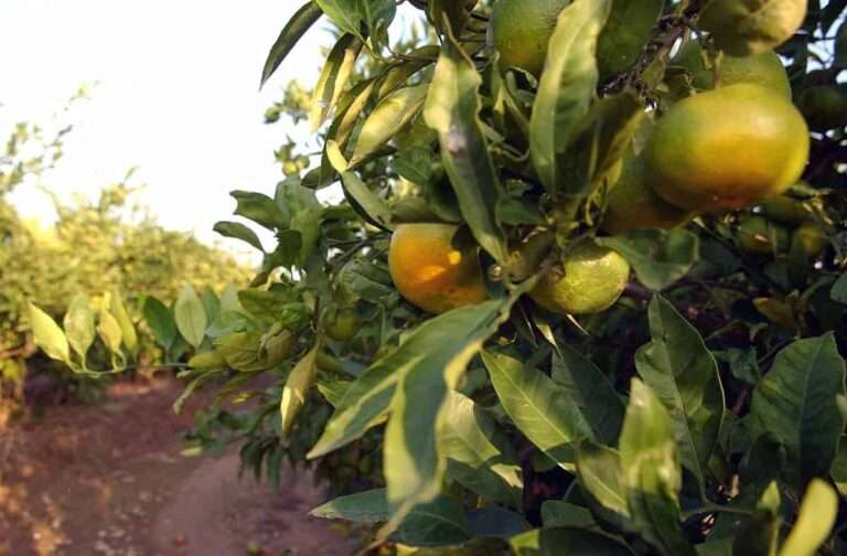 Más de 90.000 escolares de C-LM participarán en programas de reparto de leche, fruta y hortalizas de la mano de Junta