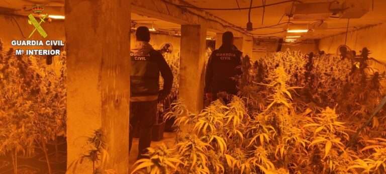 Desmanteladas plantaciones de marihuana en Villanueva de la Jara y Vara del Rey e intervenidas 500 plantas
