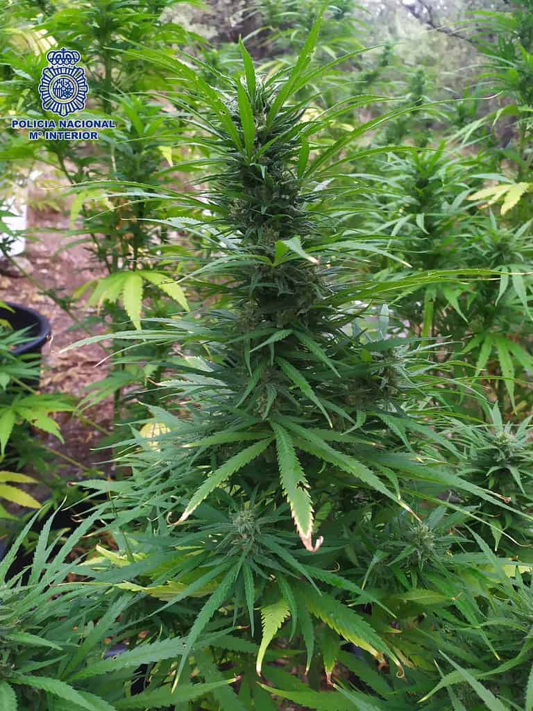 Desmantelada una plantación 'indoor' con 1.712 plantas de marihuana en Yepes y detenidas tres personas