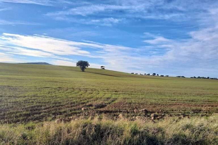 Plataforma Sí a Tierra Viva alega contra proyecto de Quantum por no considerar a especies de la zona, algunas en peligro