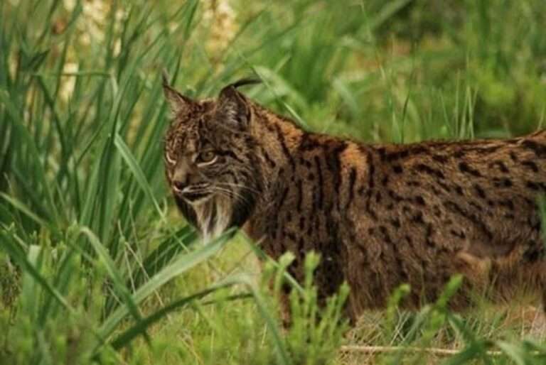 Ecologistas denuncia "alta mortalidad" de lince ibérico en la provincia de Toledo con una media de 30 ejemplares al año