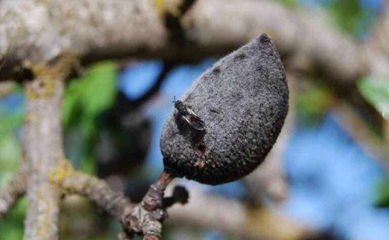 C-LM amplía hasta abril de 2026 las medidas fitosanitarias obligadas en plantaciones de almendro afectadas por avispilla