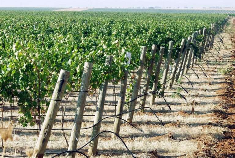 Cooperativas Agro-alimentarias C-LM espera que la cita de Page en Bruselas deje "noticias favorables" para la ecológica