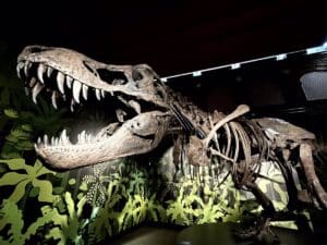 'El cazador jorobado de Cuenca', un dinosaurio que vivió hace 130 millones de años protagoniza una muestra en Alcalá