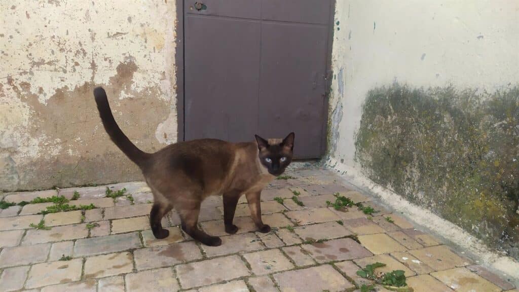 Geacam controlará las colonias felinas de 28 municipios de Cuenca para esterilizar a 800 gatos
