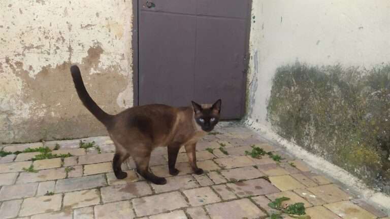 Geacam controlará las colonias felinas de 28 municipios de Cuenca para esterilizar a 800 gatos