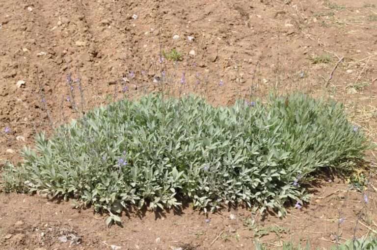 Un estudio del Iriaf revela perspectivas "prometedoras" para el cultivo de la salvia española