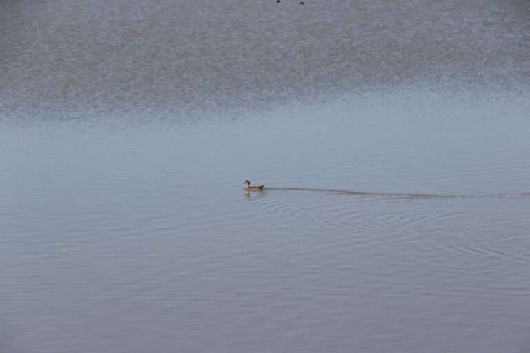 Reintroducen una veintena de ejemplares de cercetas pardillas en el Complejo Lagunar de Alcázar de San Juan