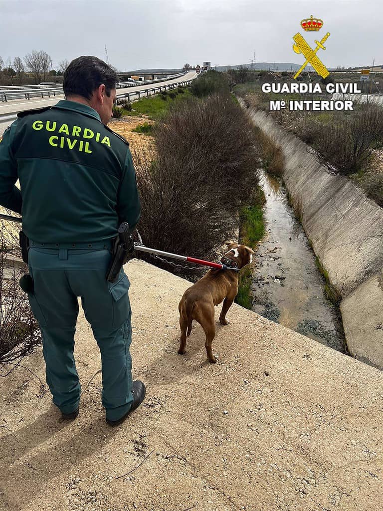 El Seprona rescata a un perro atrapado en un canal de aguas de la autovía A-3 en Zafra de Záncara (Cuenca)