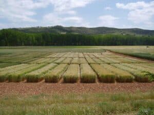 Albaladejito abre sus puertas el 23 de mayo para mostrar sus trabajos de experimentación llevados a cabo en herbáceos