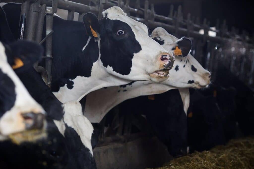 Más de 500 ganaderos de bovino con sospecha de haber contraído EHE en 2023 tendrán ayudas de hasta 3.500 euros