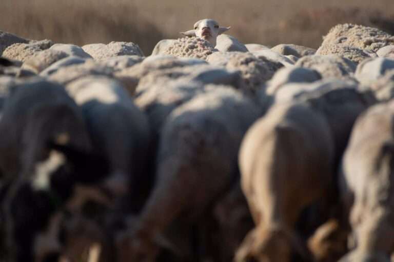 C-LM convoca la prórroga de las ayudas al bienestar animal en ovino y caprino