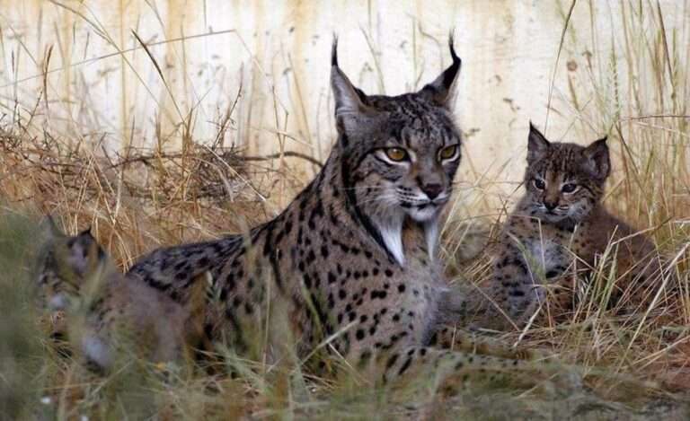 Castilla-La Mancha aglutina el 35 por ciento de linces ibéricos que habitan en la Península Ibérica