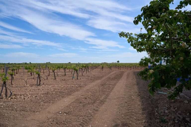 Consejero de Agricultura se muestra optimista con plazos para pedir ayudas de la PAC: "No debería haber problema"