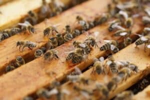 Convocadas las ayudas para la mejora de las condiciones de producción y comercialización de la miel