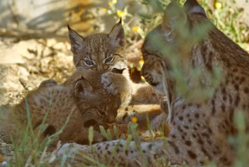 La población de lince ibérico supera los 2.000 ejemplares, 715 de ellos en C-LM, y se aleja del riesgo de extinción