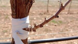 UPA emite "un grito de alarma" por la sequía que atraviesa el sur de Albacete y exige medidas "inmediatas"