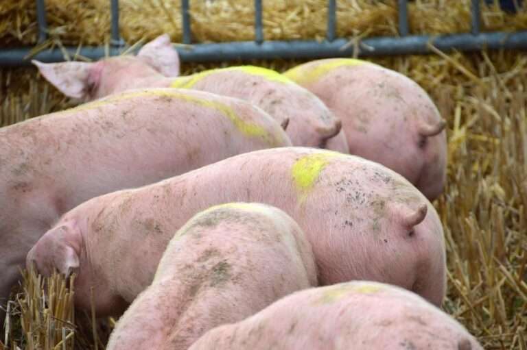Este martes se abre el plazo para presentar alegaciones a declarar Proyecto Prioritario una planta de Biogás en Gálvez