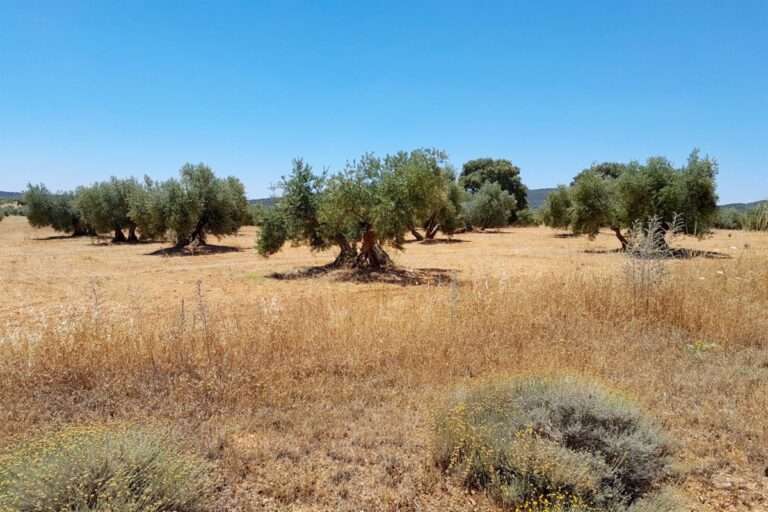 La DOP de Aceite de Oliva Campo de Montiel transmite su oposición al proyecto de minería de tierras raras en Ciudad Real