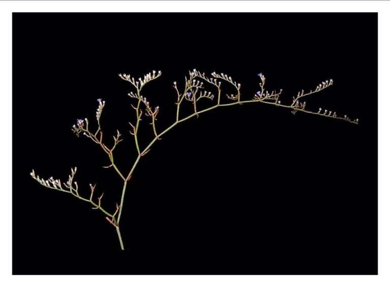 Localizada en la Laguna de El Hito (Cuenca) una especie de limonium que se creía extinguida
