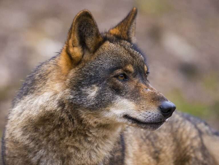 Un estudio del IREC identifica la cadaverina como el mejor atrayente efectivo para detectar al lobo ibérico