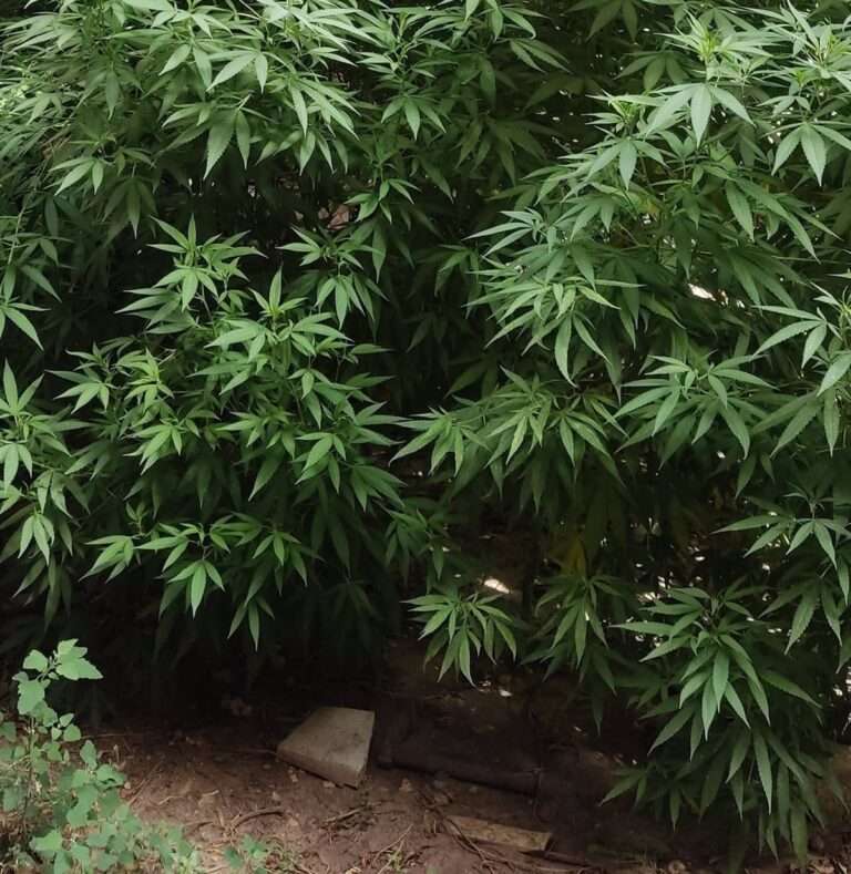 Piden dos años de prisión para dos personas que transportaban 200 gramos de cannabis en Santa Cruz de Mudela