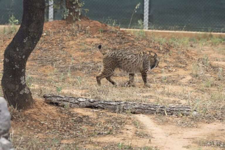 La Junta celebra el éxito de los programas de recuperación del lince ibérico en C-LM
