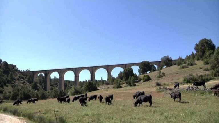 Las cañadas de Cuenca siguen a pleno rendimiento para la supervivencia de la transhumancia: "Cada día es algo nuevo"