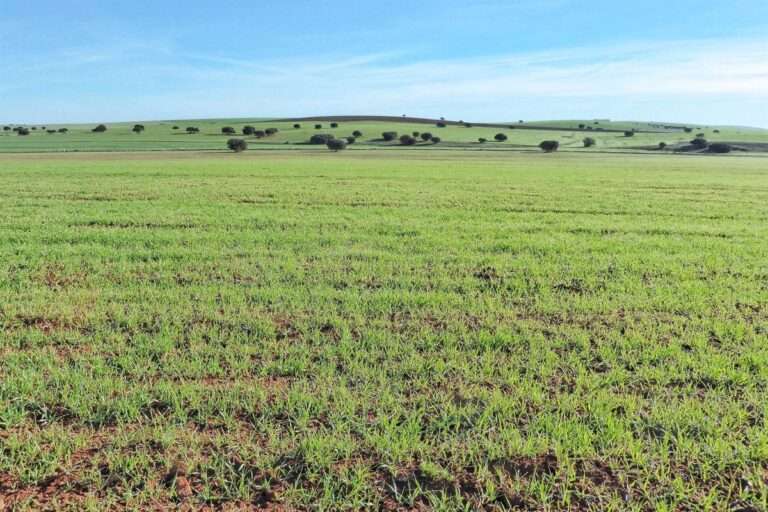 Sí a la Tierra Viva alerta de la peligrosidad y "dramático impacto" de las tierras raras, según un estudio internacional