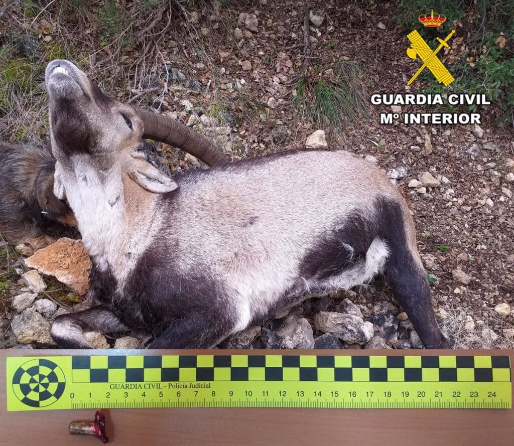 Tres investigados por cazar de forma ilegal un macho de cabra montés en Ayna (Albacete)