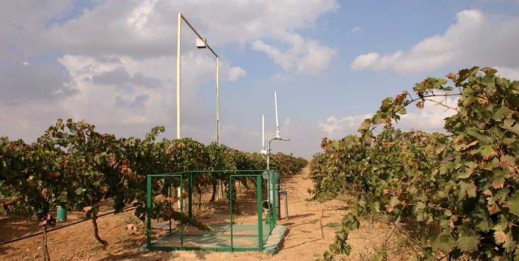 Viña-Raíces estudiará con 600.000 euros la viabilidad de la viticultura en zonas semiáridas