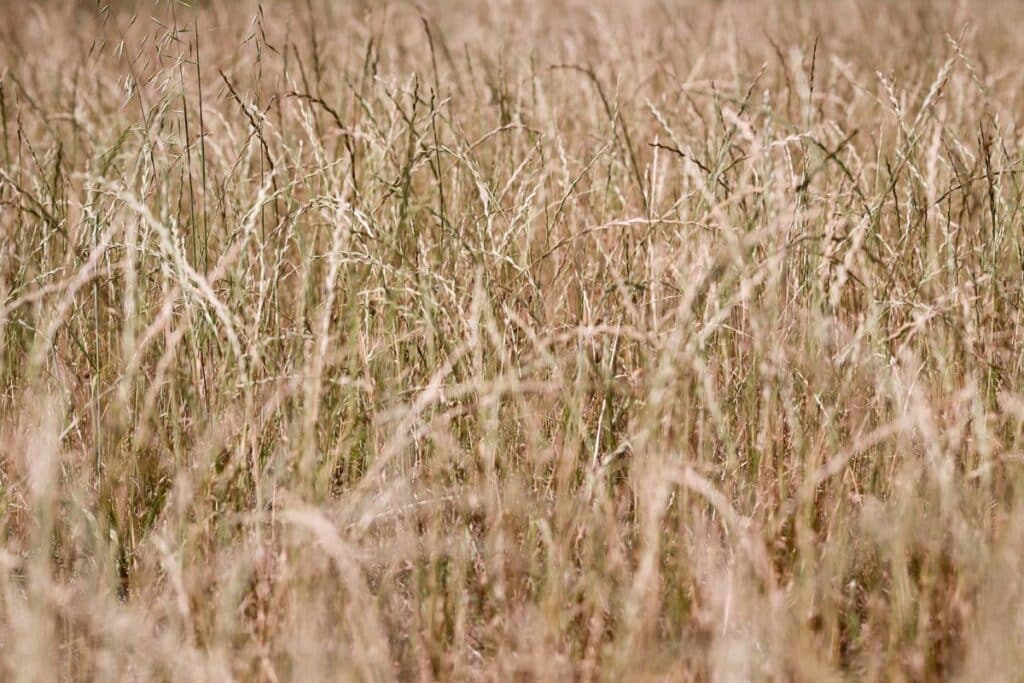 Asaja CLM convocará movilizaciones en septiembre para exigir medidas de protección a la producción nacional de cereal
