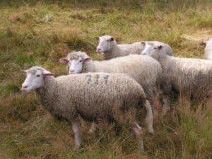 Asaja presenta propuestas para dar salida comercial a la lana de oveja de C-LM