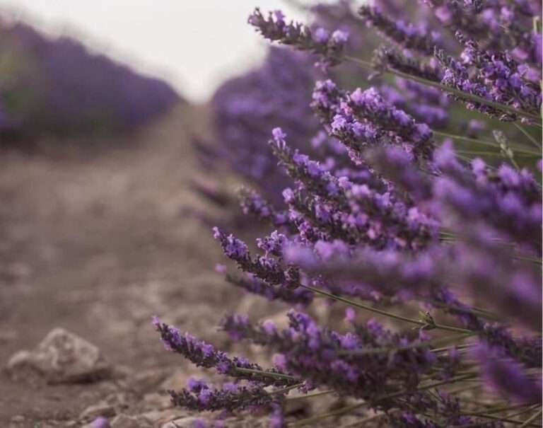 Aprobado el proyecto para crear el Museo de la Lavanda y el Perfume en Brihuega